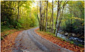 Wooded path