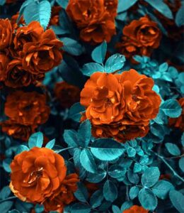 red flowers