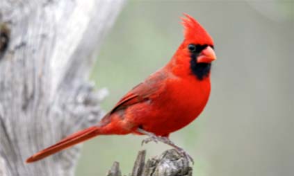 Cardinal