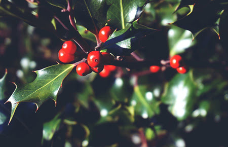 Holly and Ivy