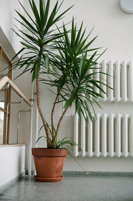 houseplant