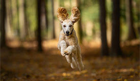 Dog Jumping
