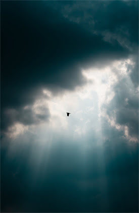 Bird Flying Through the Clouds