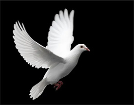 White Dove