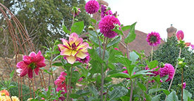 Wild Flowers
