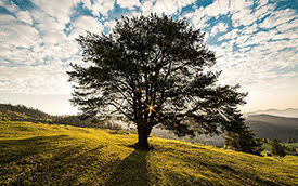 A big tree in a field