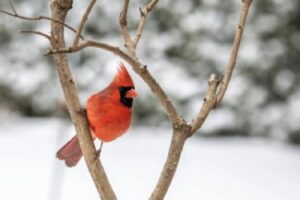 Cardinal in Tree