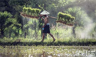 Man Carrying Grasses