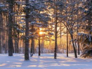 Snow Covered Trees