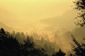 Trees and Mountains in Mist