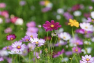 Field Flowers
