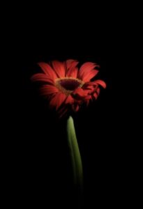 Flower in Darkness