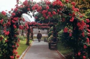 Person Under Flower Arch