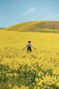 Person in Field of Flowers