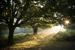 Sunlight Through Trees