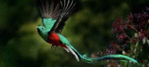 Tropical Bird Flying