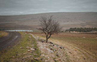 Barren Field with Tree