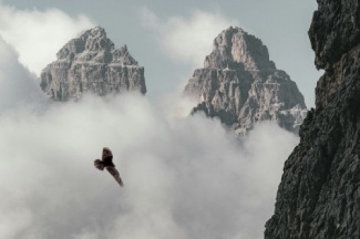 Bird Flying Near Clouds and Mountains