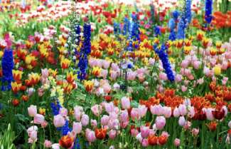 Spring Flowers