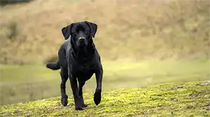 Dog running